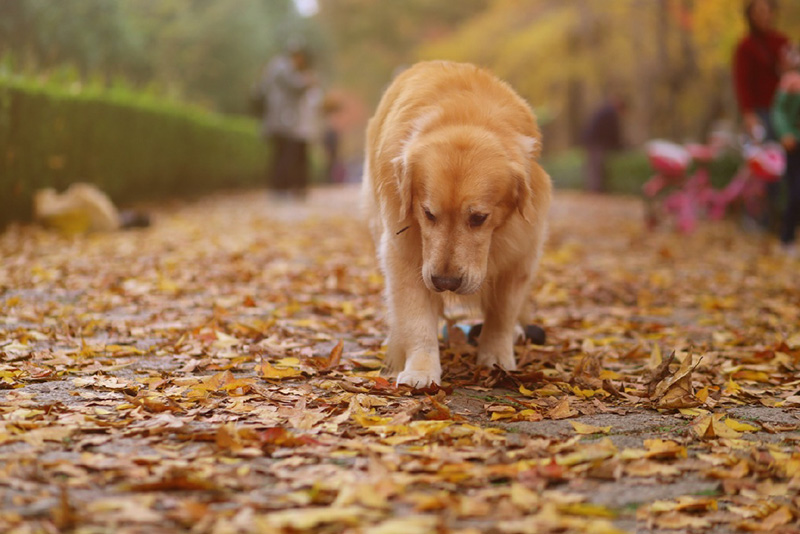 可爱狗狗与秋的气息