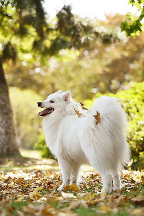 可爱狗狗与秋的气息