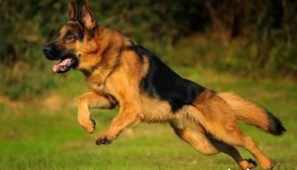 哪些狗狗可以作为军犬，六大品种榜上有名