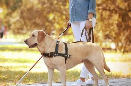 导盲犬是什么品种的狗狗？