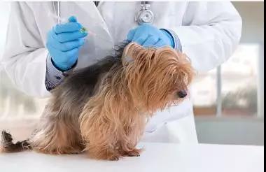 养犬法规规定狗狗必须接种狂犬病疫苗