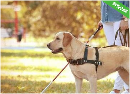 什么品种的狗狗适合作导盲犬?