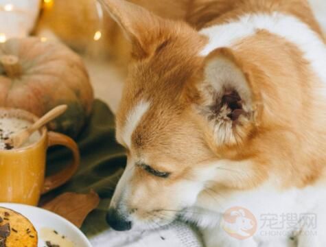 解读《湖北省动物防疫条例（修订）》：禁止遗弃饲养犬只