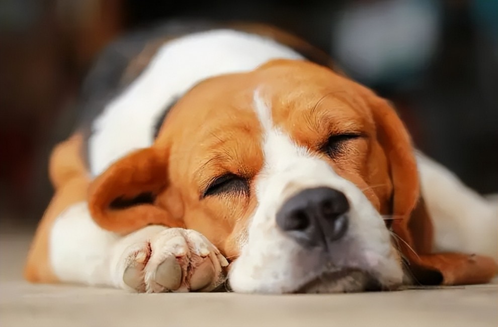 狗狗千奇百怪的睡姿，究竟有什么含义？