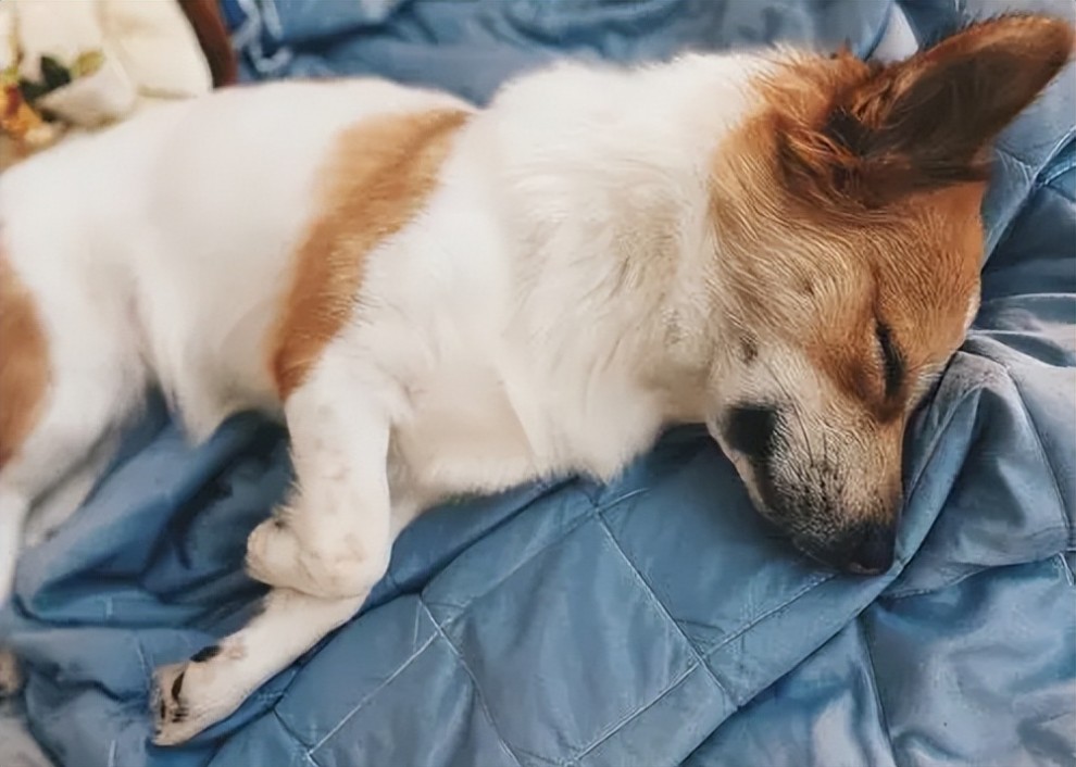 狗狗千奇百怪的睡姿，究竟有什么含义？