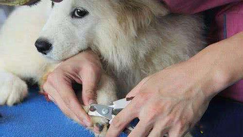 剪指甲必不可少，为什么狗狗会很是反感呢