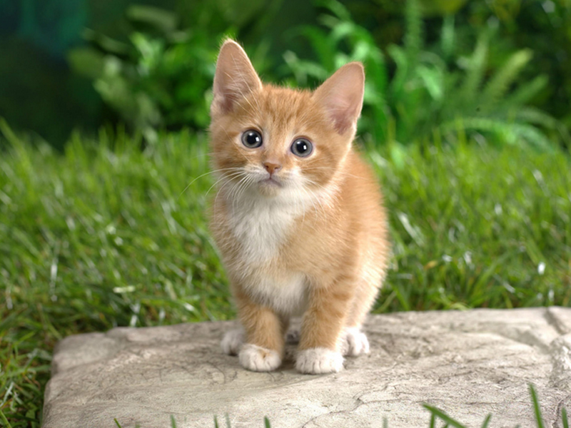 猫咪能吃的草有哪几种 对猫咪有益的有哪些五种猫咪可以吃的草