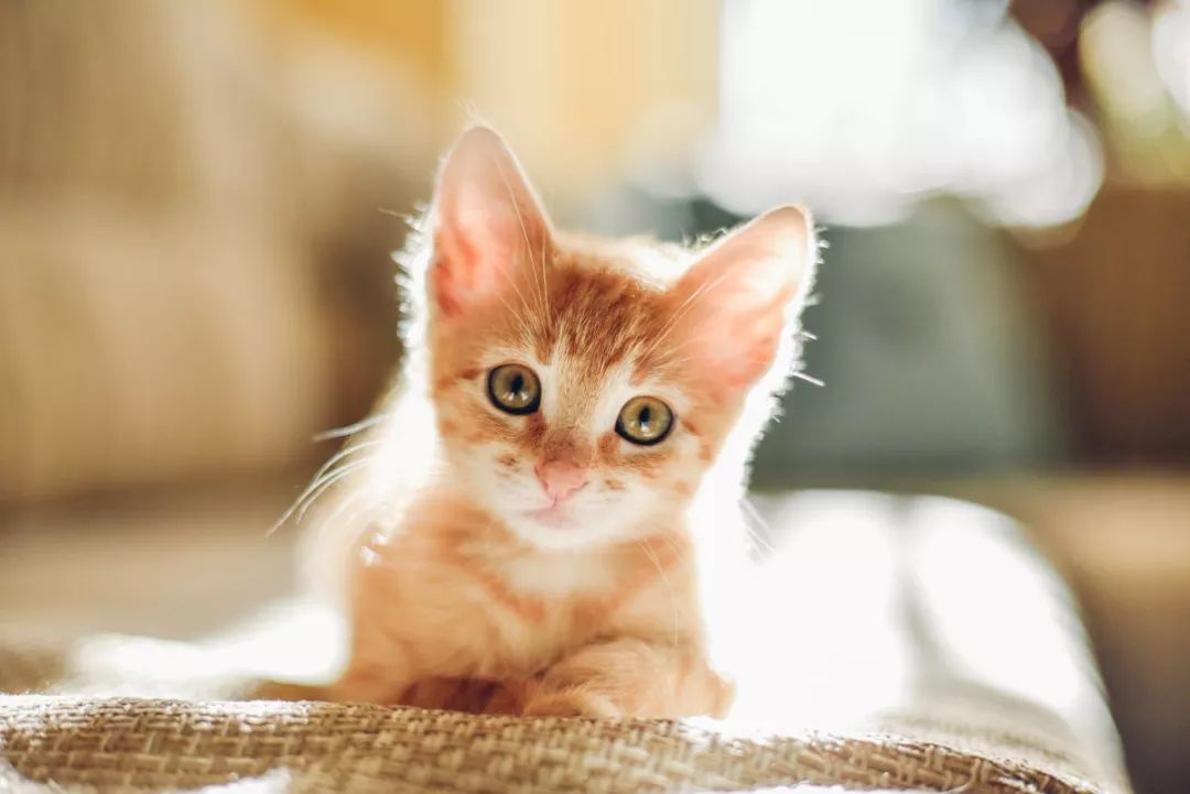 小猫多久可以开始训练用猫砂 幼猫多久换一次猫砂