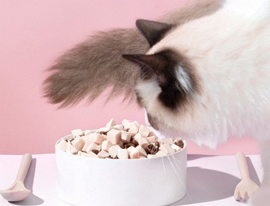 猫粮能泡水给猫吃吗 会更容易消化吗