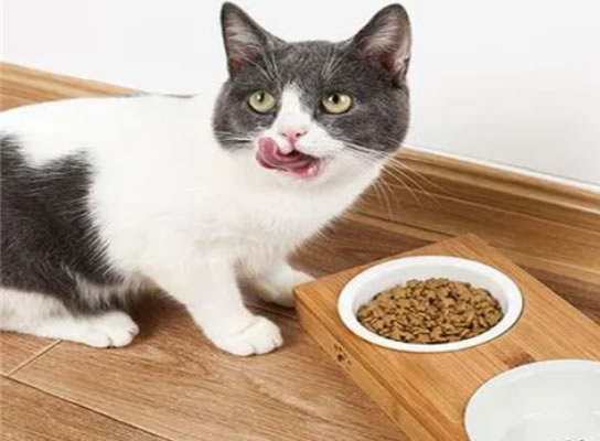 维生素e软胶囊猫能吃吗 好处有哪些