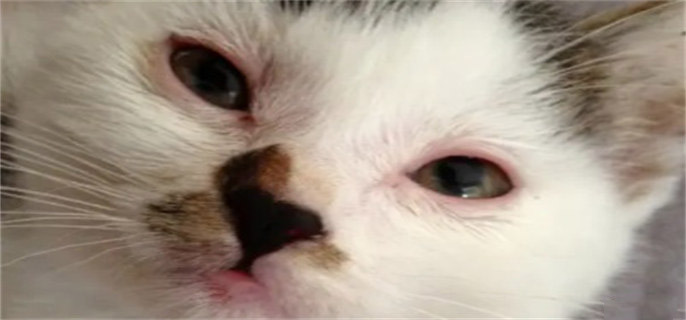 猫咪眼睛红肿流泪是怎么回事