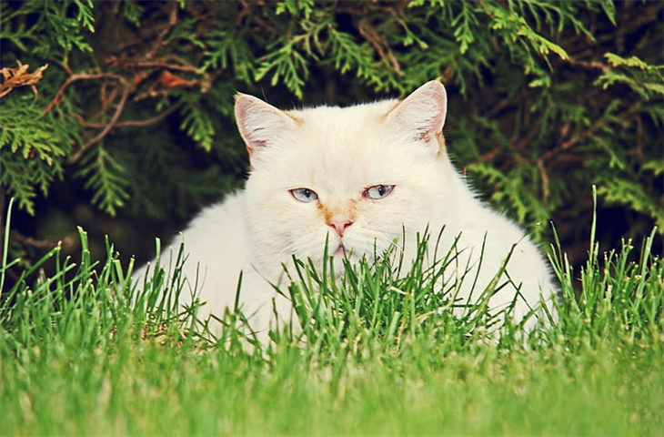 普通的草可以代替猫草吗 哪几种草是猫咪能吃的
