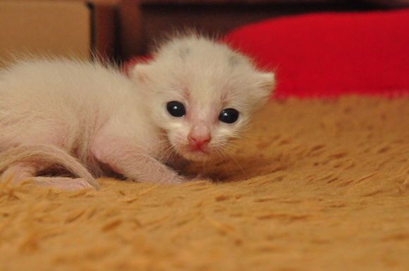 小猫出生13天一只眼睛没睁开正常吗 如何处理
