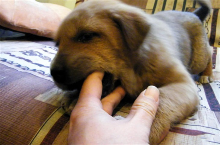 小狗喜欢咬手怎么解决 如何改掉咬人的坏毛病
