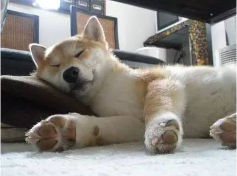 为什么狗狗喜欢睡在主人脚边 有哪些原因