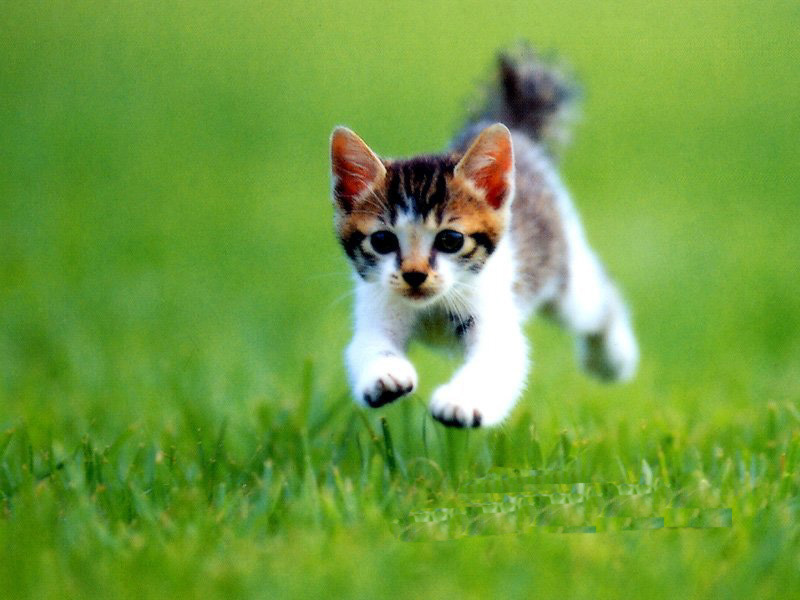 猫咪走路一只脚不敢着地怎么回事 哪些原因引起的
