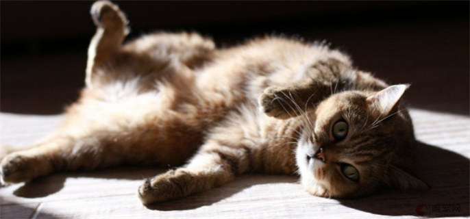 猫咪睾丸炎症状有哪些
