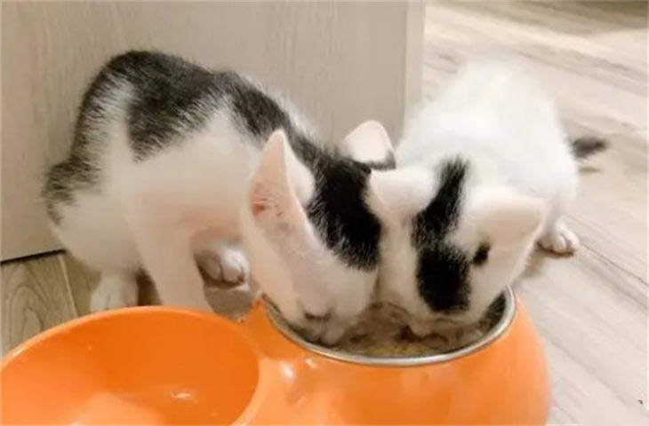 小猫只吃猫条不吃猫粮怎么办 饿它几天要紧吗