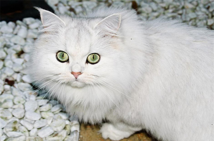 异瞳猫白猫大概多少钱一只 可以养吗