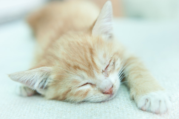 猫咪睡觉姿势的含义 不同姿势意味着什么