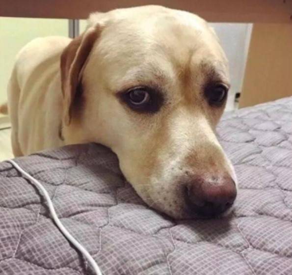 狗狗把脑袋搭在床边看你是什么意思 为什么总是盯着主人