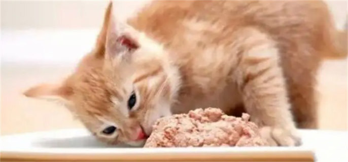 为什么猫对着猫粮做埋屎的动作