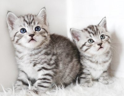 两只小猫一起养需要注意啥 一公一母怎么养