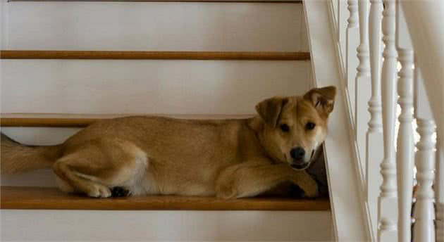 狗狗害怕的上下的楼梯？主人该如何帮助它？如何分辨它害怕的原因