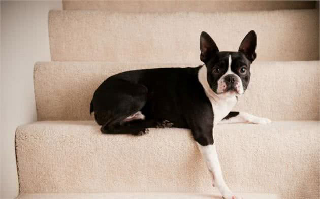 狗狗害怕的上下的楼梯？主人该如何帮助它？如何分辨它害怕的原因