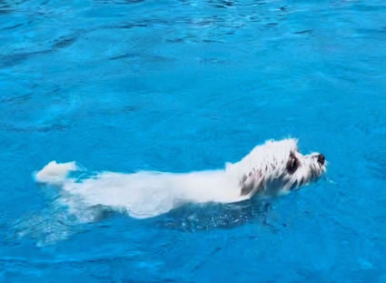 带狗去游泳，又能玩又解暑一举两得，但这几种狗狗要注意了