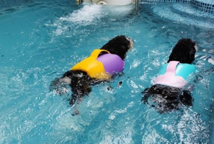 带狗去游泳，又能玩又解暑一举两得，但这几种狗狗要注意了
