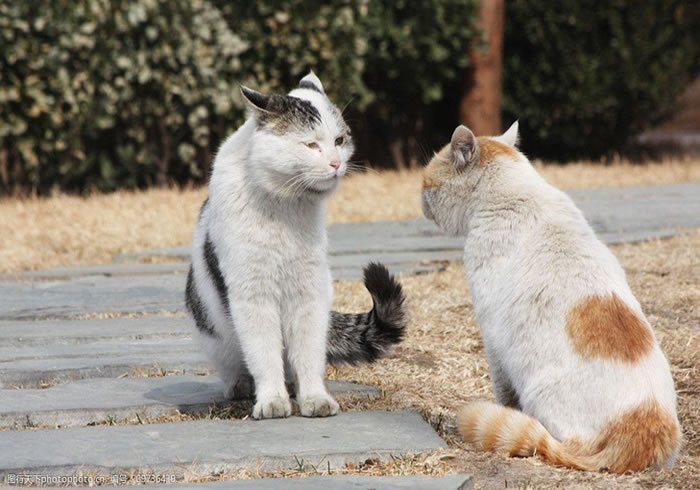 两只猫对峙呜呜叫是怎么回事 关系不好的表现