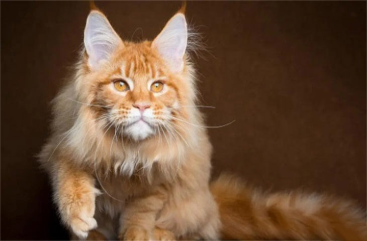 缅因猫十大最好看的毛色 什么颜色最稀有
