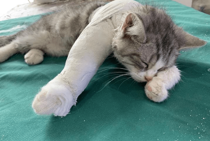 怎么区分猫咪骨折还是扭伤 如何处理