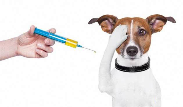 狗狗细小病毒的治疗方法