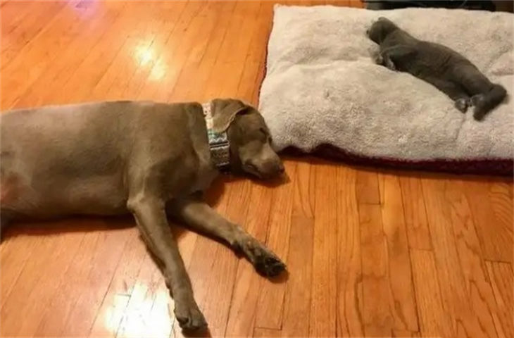狗狗喜欢睡地板没事吧 会着凉吗
