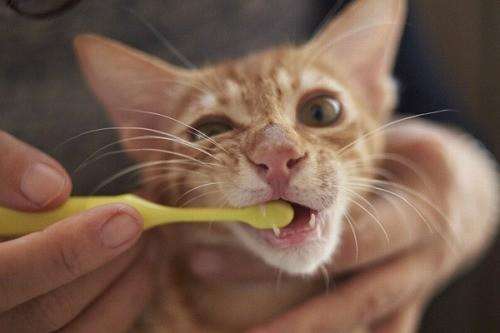 怎么给猫刷牙 多久刷一次比较好