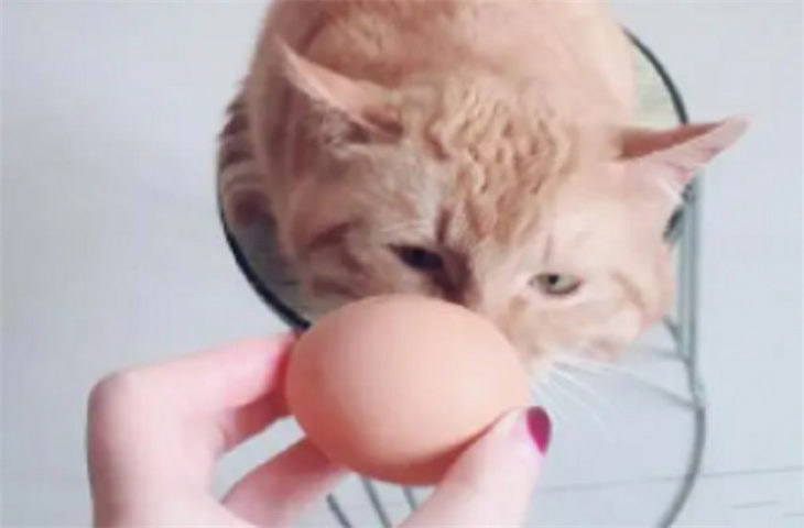 猫咪怎么吃鸡蛋才是正确的 吃多少合适