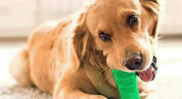保持狗狗口腔健康，除了刷牙还有4种方法，你在用哪一种？