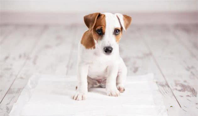 为什么要给狗狗长期喝羊奶粉？原来有这么多科学根据