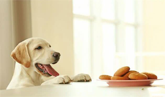 作为狗狗家长的你，知道以下11种食物是坚决不能给狗吃的吗？狗狗不宜食用的食物
