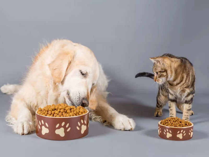 猫粮和狗粮的区别 通用吗