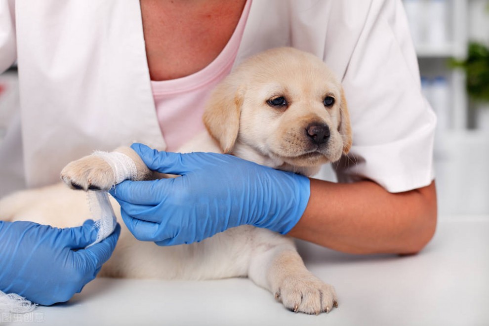 狗狗常见病及药品清单，帮你在狗狗生病更好地应对