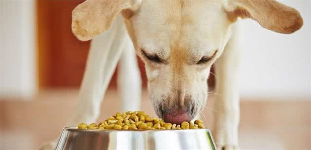 狗狗吃营养品可能补出病！吃得好根本不必补，没事别乱吃