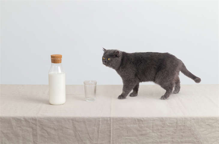 猫咪口腔炎用什么药比较管用 能自愈吗