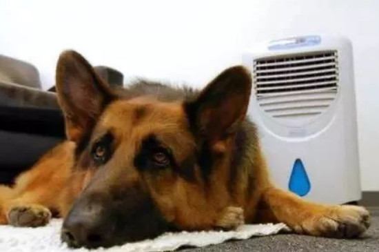 狗狗在空调房里睡觉会冷吗