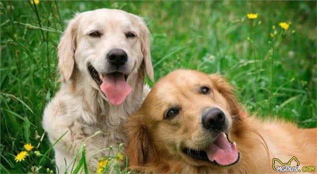 五大适合家庭饲养的“猎犬”，你最喜欢哪一个？