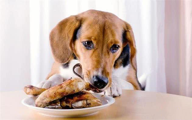 狗狗应当怎么吃骨头呢，生骨能吃么？其实骨头应当这样吃才健康