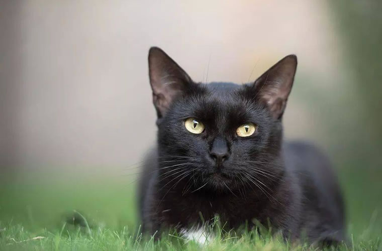 黑猫是不是比一般猫都聪明，黑猫有哪些优点？