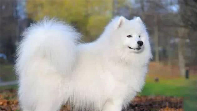 你知道萨摩耶犬有哪些特点吗？